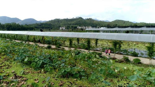 走向我們的小康生活丨賴新民 以產(chǎn)業(yè)融合發(fā)展助推鄉(xiāng)村振興