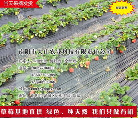 南陽(yáng)草莓園 大山生態(tài)園過年吃草莓 南陽(yáng)草莓園草莓苗