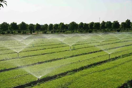 發(fā)展有機(jī)農(nóng)業(yè)是食品安全和營(yíng)養(yǎng)改善的根本保障