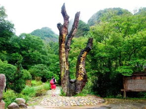 16周歲以下免票游世遺，668元泰寧雙動(dòng)車(chē)2日游 大金湖、寨下大峽谷、九龍?zhí)丁⑸袝?shū)第全覽